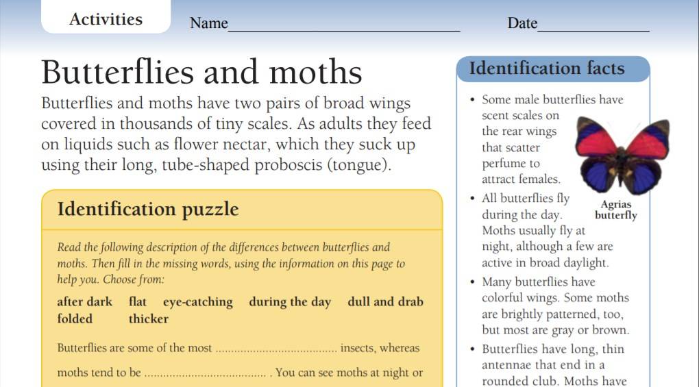 Butterflies and Moths
