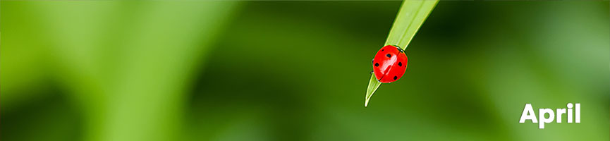 Calendar Image