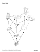 Food Web (Blank) Printable