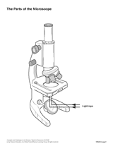 The Parts of a Microscope (Blank) Printable