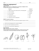 What Are Angiosperms?