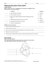 What Are the Parts of the Heart?