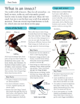 What is an Insect?