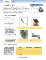 Insect Activities: Growing Up